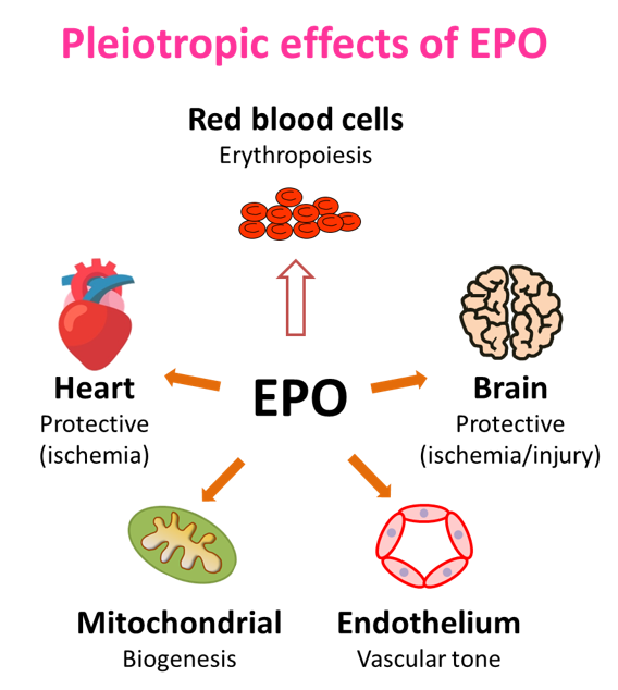 EPO