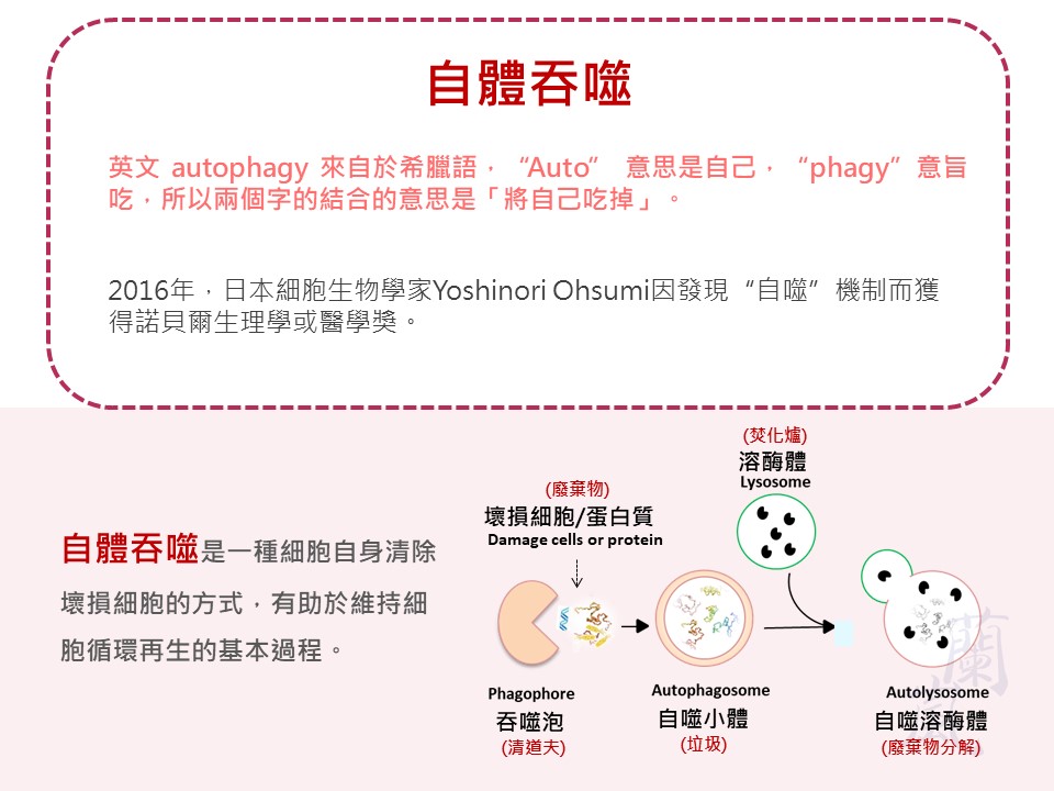 自噬